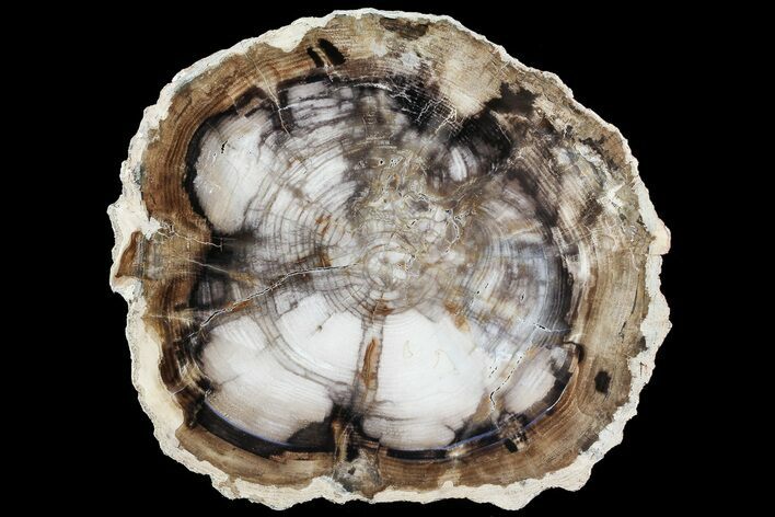 Petrified Wood (Black Ash) Slab - McDermitt, Oregon #74038